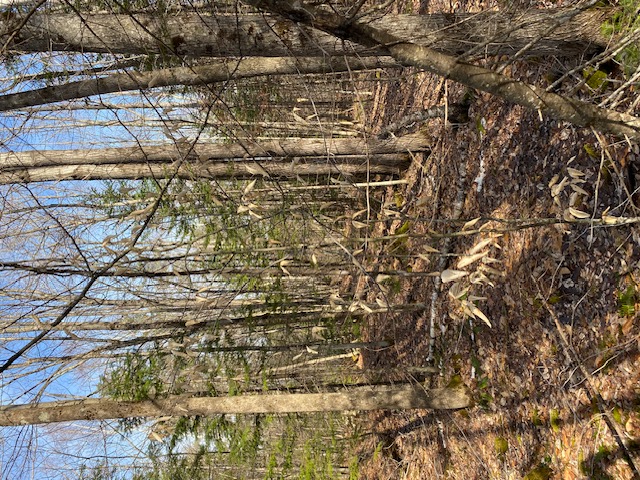 Wood 1